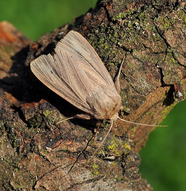 Mythimna pudorina ?
